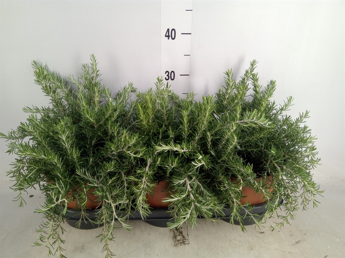 <h4>Rosmarinus officinalis 'Prostratus'</h4>