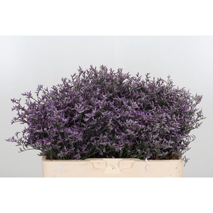 Limon Safora Lilac