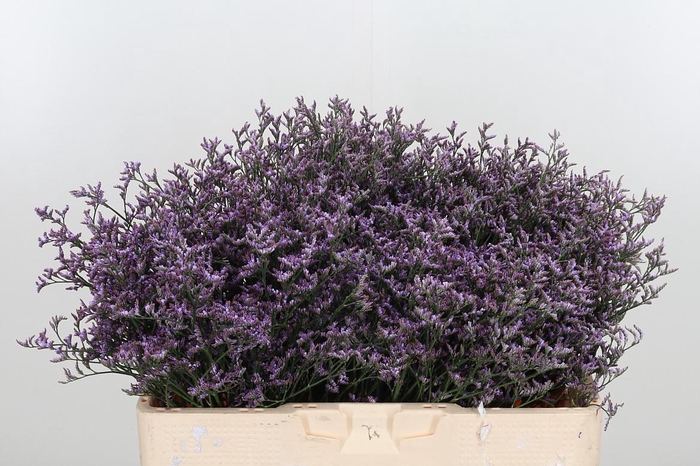 <h4>Limon Safora Lilac</h4>
