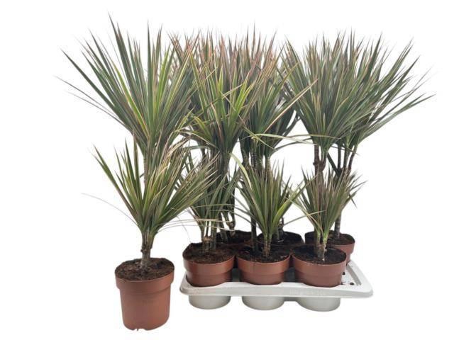 <h4>DRA MARG BICOLOR</h4>