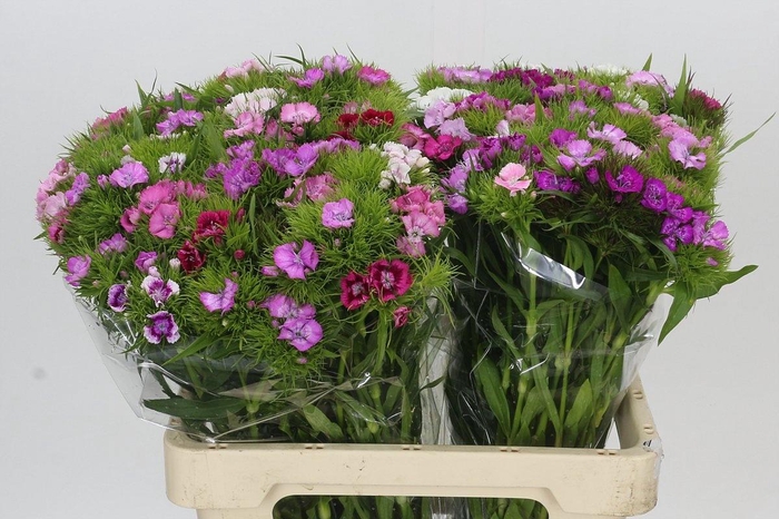 <h4>DI BARB GEM BOS</h4>