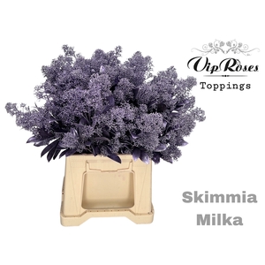 SKIMMIA METALLIC MILKA