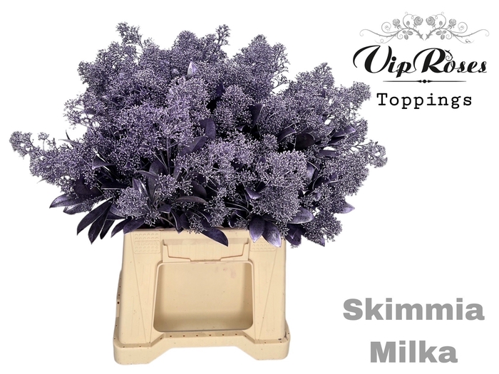 <h4>SKIMMIA METALLIC MILKA</h4>