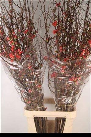 <h4>Chaenomeles Superba</h4>