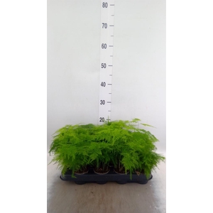 ASPARAGUS SETACEUS ?*