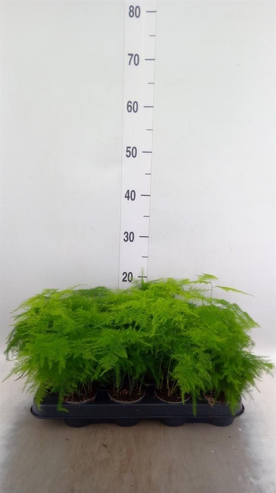 <h4>ASPARAGUS SETACEUS ?*</h4>