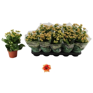 KAL GE FELIZ BICOLOR