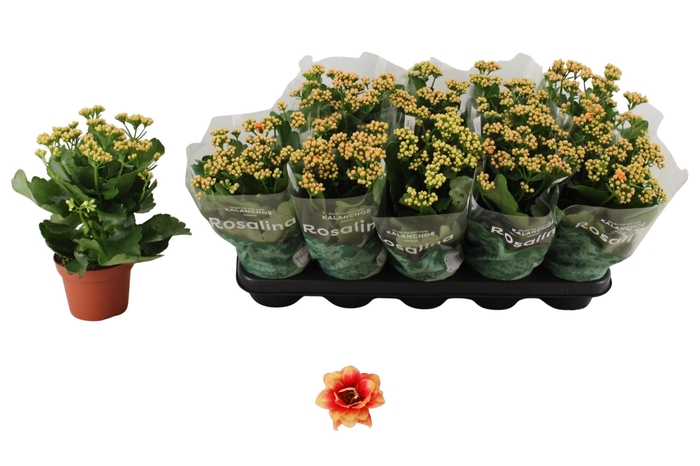 <h4>KAL GE FELIZ BICOLOR</h4>