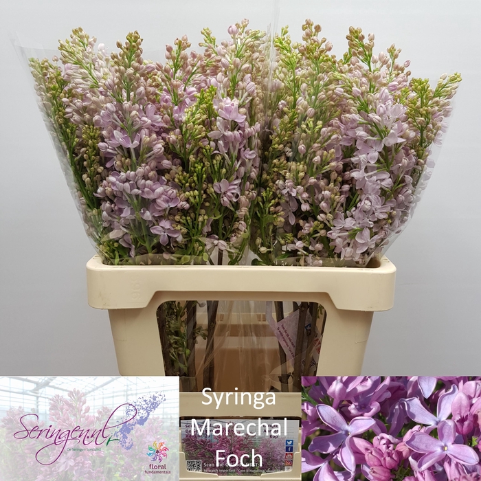 <h4>SYR V MARECHAL FOCH</h4>