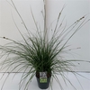 Carex 'Magic Green' P23 (5ltr)