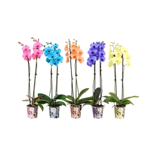 Potcover I Am Coloured Phal I Am Mix 2T14+