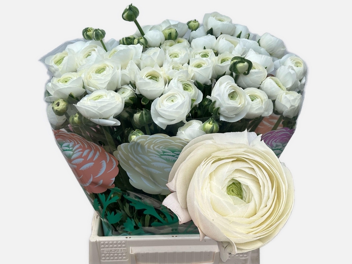 <h4>RAN EL WHITE</h4>