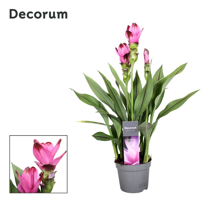 <h4>3 bloem + Curcuma Siam Splash 13 cm Decorum</h4>