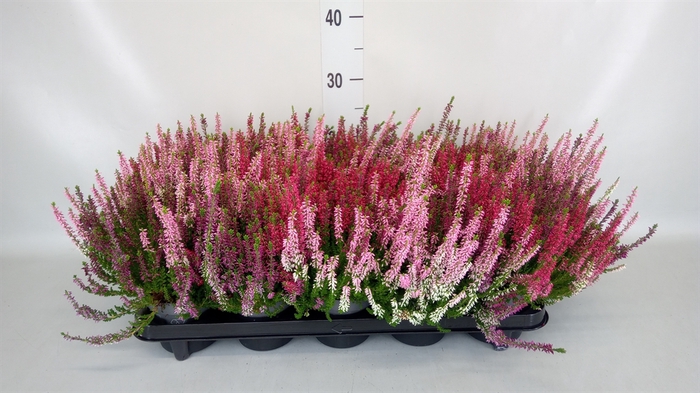 <h4>Calluna vulg. 'Beauty L WB Wonder'</h4>