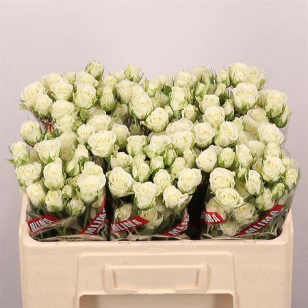 <h4>R Tr Snowflake X10</h4>