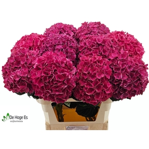 HYDR M MAG PINK RUBY