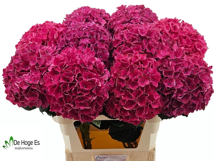 <h4>HYDR M MAG PINK RUBY</h4>