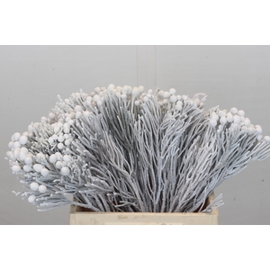 Kaaps Groen Silver Brunia White