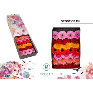 Gerbera mix in row