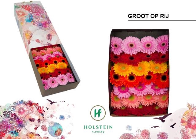 <h4>Gerbera mix in row</h4>