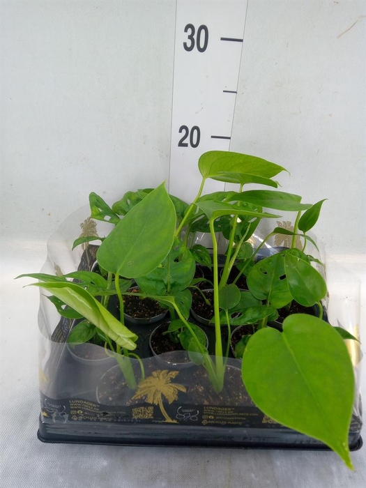 <h4>Monstera   ...</h4>