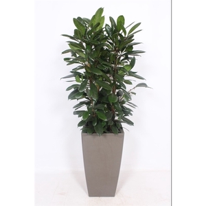 Ficus Cyathistipula in Piza pot 