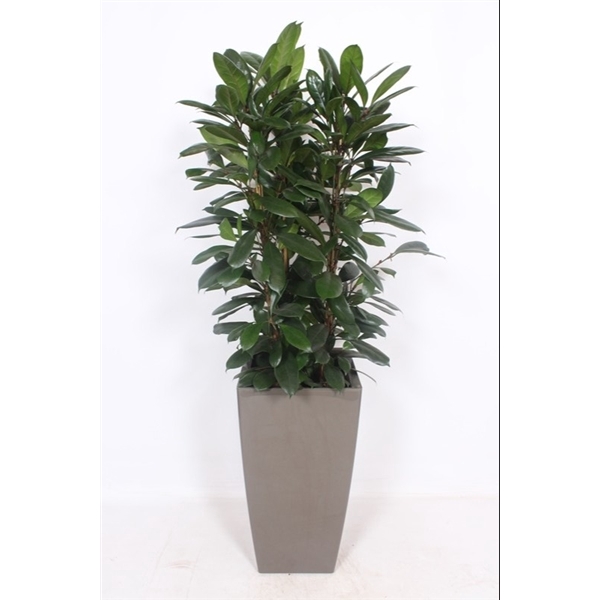 <h4>Ficus Cyathistipula in Piza pot "taupe"</h4>