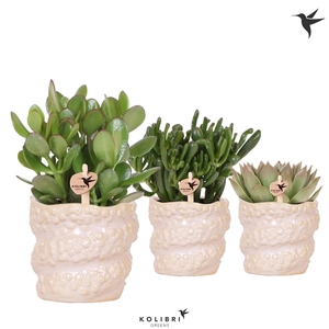 Kolibri Greens Succulenten mix in Octopus pot