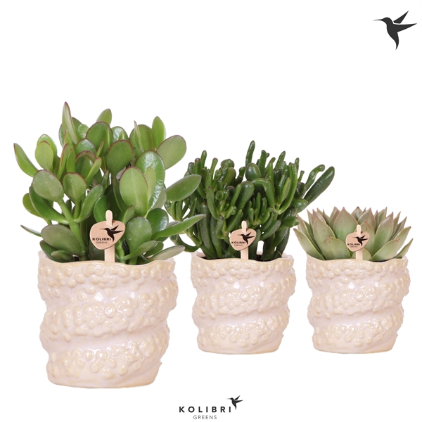 <h4>Kolibri Greens Succulenten mix in Octopus pot</h4>