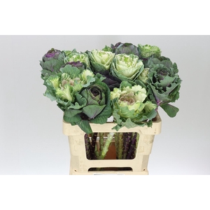 Brassica Mix