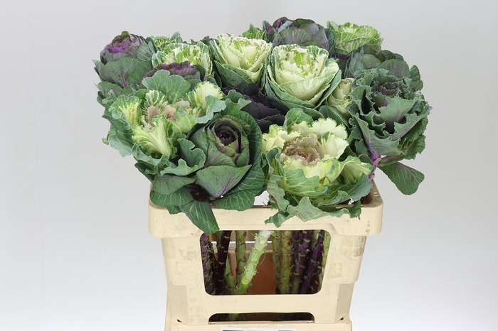 <h4>Brassica Mix</h4>