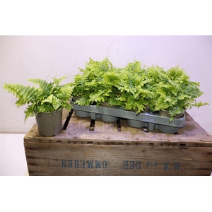 arr8 Nephr Ex Green Momen