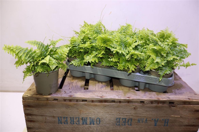 <h4>arr8 Nephr Ex Green Momen</h4>