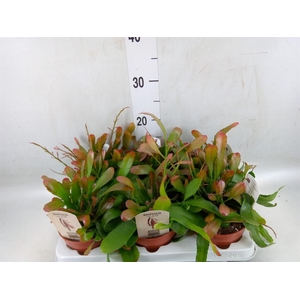 Rhipsalis   ...