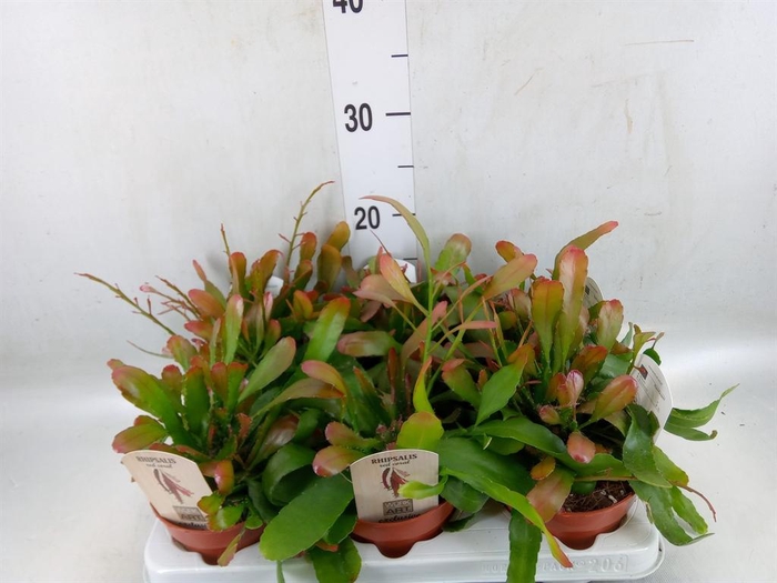 <h4>Rhipsalis   ...</h4>
