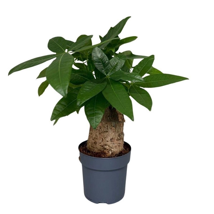 <h4>Pachira aquatica</h4>