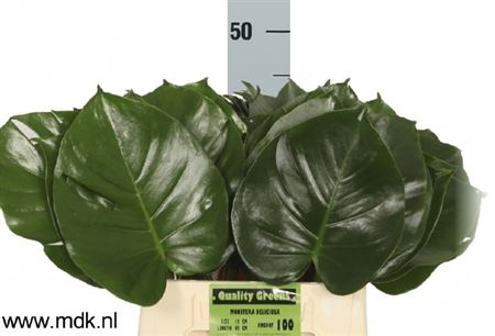 <h4>Monstera Blad 23cm</h4>