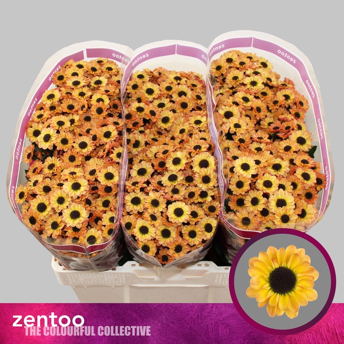 <h4>Chrysanthemum Indicum Grp tros santini Yin Yang Golden</h4>