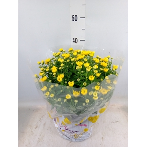 Chrysanthemum  'BloBeauty Yellow'