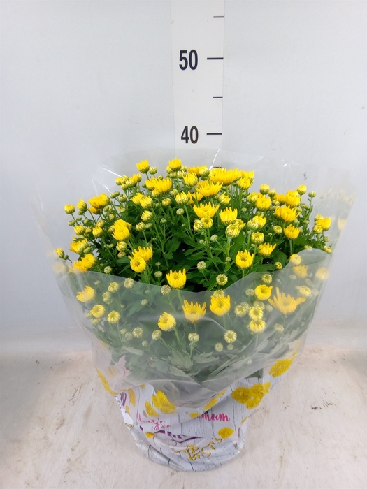<h4>Chrysanthemum  'BloBeauty Yellow'</h4>