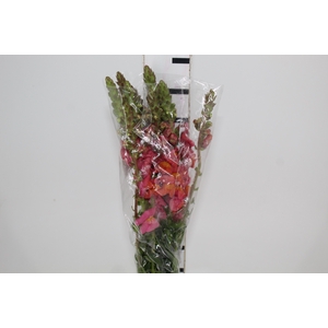 BOCA DE LEAO MONACO ORANGE 080 CM LARANJA