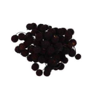 Dry Platane Zwart Per Bundel Nm