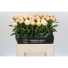 Paeonia In Full Sail
