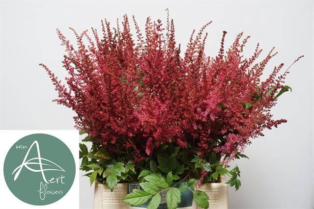 <h4>ASTIL AR ELSE SCHLUC</h4>