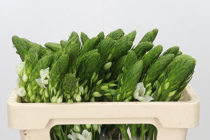 <h4>Ornithogalum thyrsoides Milky Way</h4>