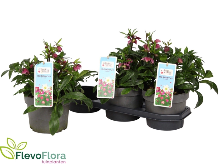 <h4>HELL VIV BATISTA</h4>