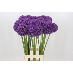 Allium Ambassador