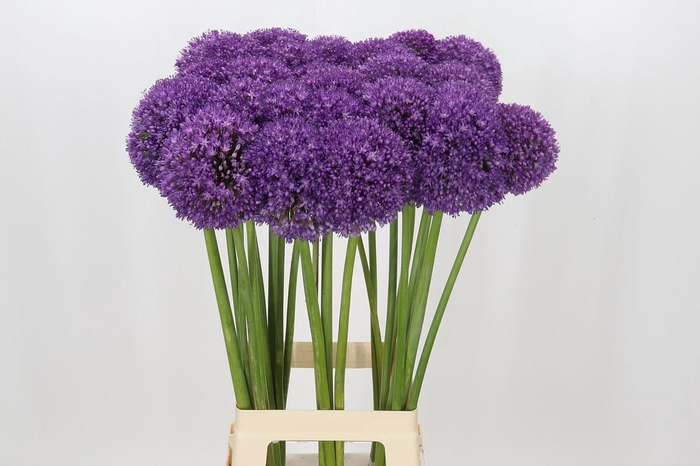 <h4>Allium Ambassador</h4>