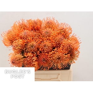 LEUCO AYOBA MAN ZEST