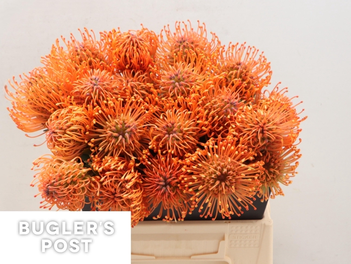 <h4>LEUCO AYOBA MAN ZEST</h4>